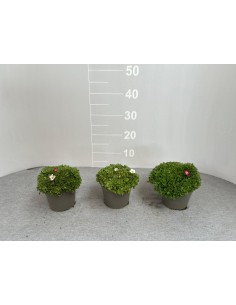 copy of Lavender Plant