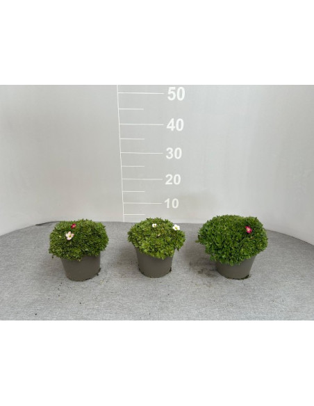 Pianta Saxifraga Vaso 14cm-Piante Stagionali|Mondo Piante