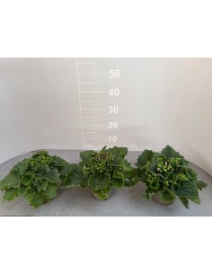 copy of Lavender Plant