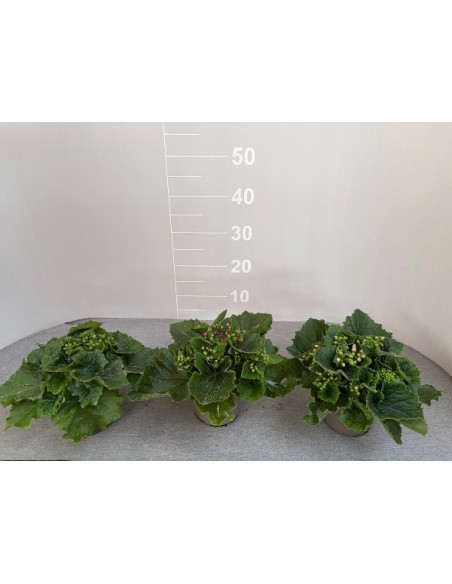 Pianta Cineraria Vaso 14cm-Piante Stagionali|Mondo Piante