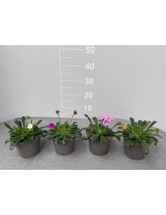 Pianta Lewisia Cotyledon...