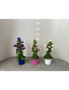 Pianta Campanula Vaso 14cm...