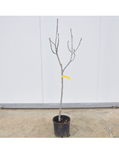 Albero di Fico 3 Anni | Mondo Piante