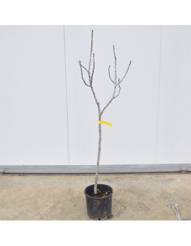 Albero di Fico 3 Anni | Mondo Piante