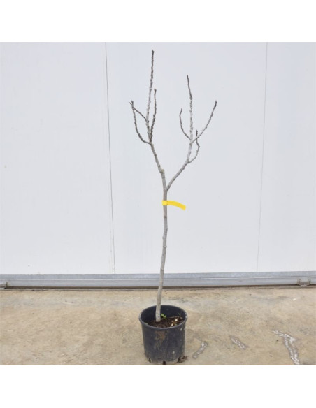 Albero di Fico 3 Anni | Mondo Piante