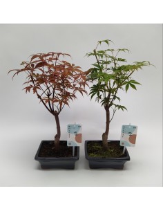 Bonsai di Acero Vaso 15cm... 2