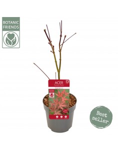 copy of Bonsai Ficus Ginseng