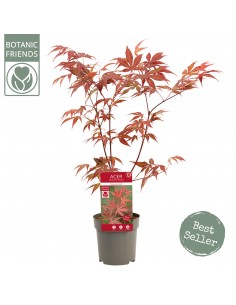 copy of Bonsai Ficus Ginseng 2