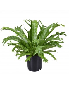 Pianta Asplenium nidus...