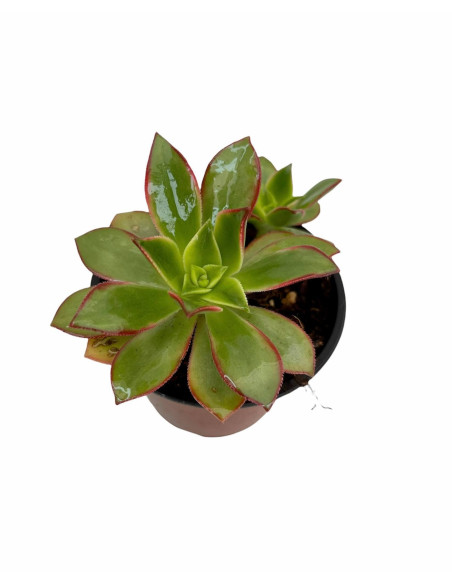 Vendita Graptosedum Francesco Baldi|Succulenta Cangiante|MondoPiante