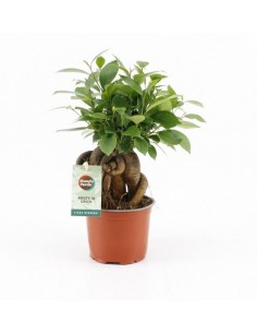 copy of Bonsai Ficus Ginseng