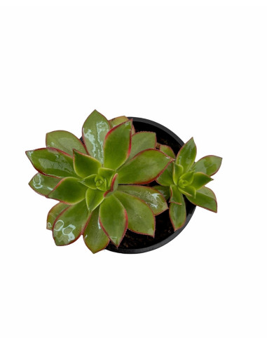 Vendita Graptosedum Francesco Baldi|Succulenta Cangiante|MondoPiante