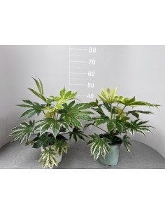 copy of Alocasia tree