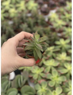 Vendita Crassula Springtime | La Succulenta dai Fiori Rosa|MondoPiante