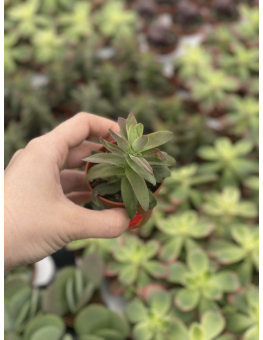 Vendita Crassula Springtime | La Succulenta dai Fiori Rosa|MondoPiante