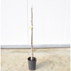 Albero di Fico 3 Anni 2