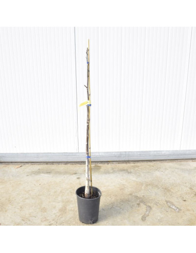 Vendita Albero di Fico 3 Anni - Alberi da Frutto Online |Mondo Piante