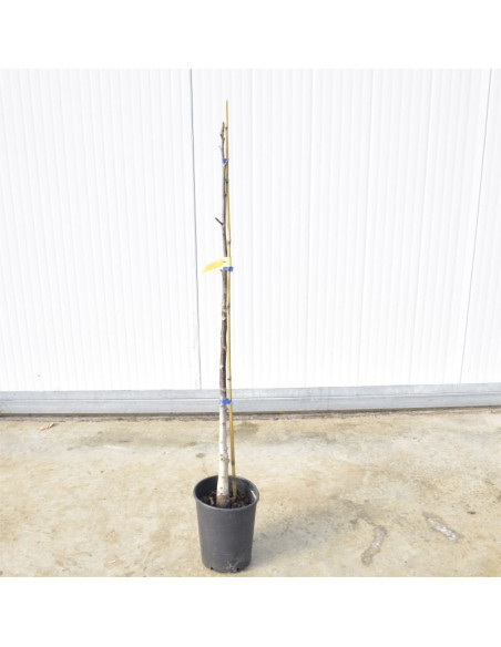 Albero di Fico 3 Anni | Mondo Piante