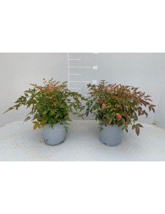 Pianta Nandina Gulf Stream...