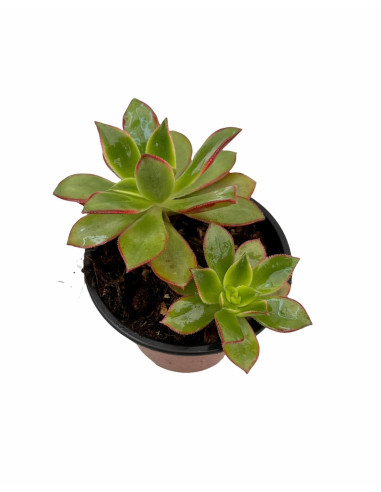 Vendita Aeonium haworthii | La Rosa del Deserto | MondoPiante