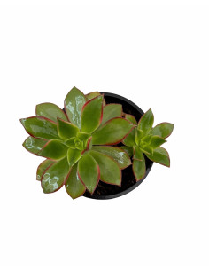 Vendita Aeonium haworthii | La Rosa del Deserto | MondoPiante