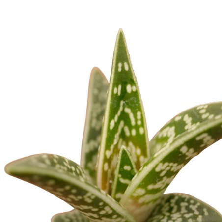 Variegated Aloe Plant for Sale-Succulent Plants|Mondo Piante