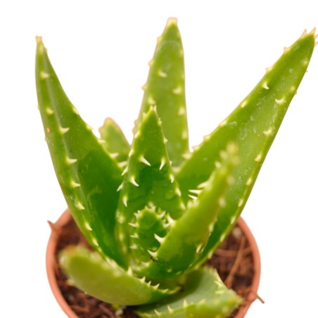 Aloe Brevifolia Plant for Sale-Succulent Plants|Mondo Piante
