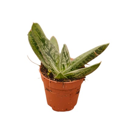 Vendita Pianta Grassa Gasteria | La Succulenta da Ombra | MondoPiante