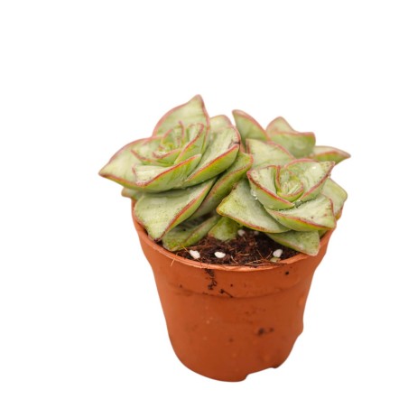 Vendita Crassula Marneriana | La Spettacolare Collana di Giada | MondoPiante