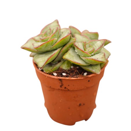 Vendita Crassula Marneriana | La Spettacolare Collana di Giada | MondoPiante