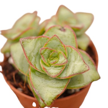 Vendita Crassula Marneriana | La Spettacolare Collana di Giada | MondoPiante