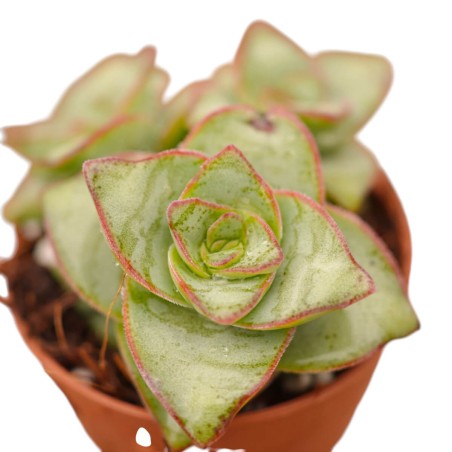 Vendita Crassula Marneriana | La Spettacolare Collana di Giada | MondoPiante