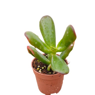 Vendita Pianta Grassa Crassula Gollum (Orecchie di Shrek)| MondoPiante