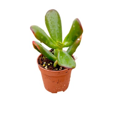 Vendita Pianta Grassa Crassula Gollum (Orecchie di Shrek)| MondoPiante