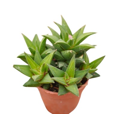 Vendita Haworthia tortuosa | Pianta Grassa a Spirale | MondoPiante