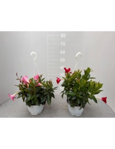 copy of Dipladenia Plant