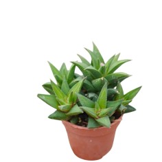 Vendita Haworthia tortuosa | Pianta Grassa a Spirale | MondoPiante 2