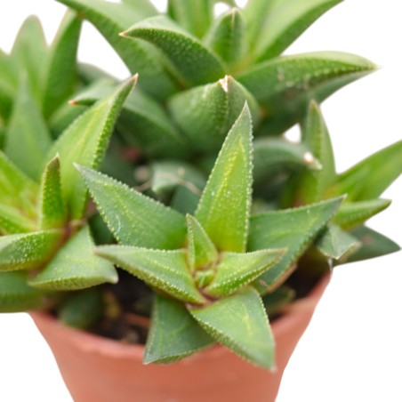 Vendita Haworthia tortuosa | Pianta Grassa a Spirale | MondoPiante