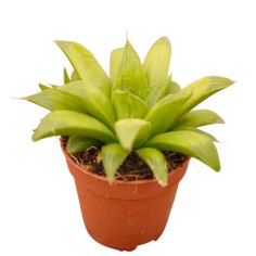 Haworthia Obtusa Plant for Sale-Succulent Plants|Mondo Piante