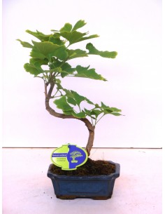 copy of Bonsai Ficus Ginseng