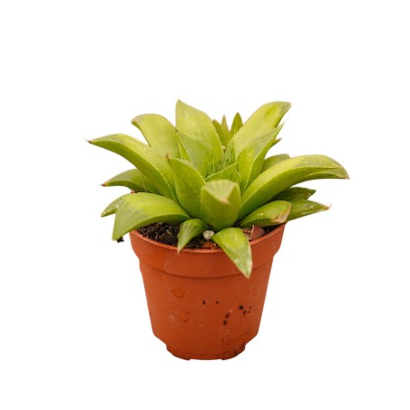Haworthia Obtusa Plant for Sale-Succulent Plants|Mondo Piante