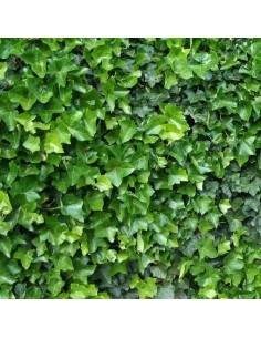 copy of Edera Hibernica...