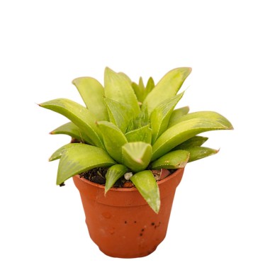 Haworthia Obtusa Plant for Sale-Succulent Plants|Mondo Piante