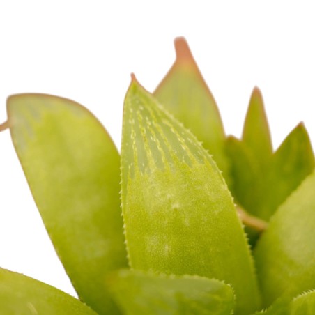 Haworthia Obtusa Plant for Sale-Succulent Plants|Mondo Piante