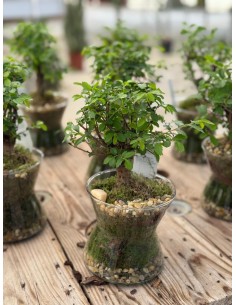 Bonsai Zelkova Vaso 13cm...