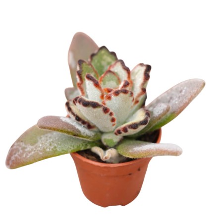 Vendita Pianta Grassa Kalanchoe Tomentosa | MondoPiante