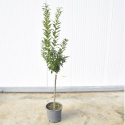 Albero Agrumi del Chinotto...