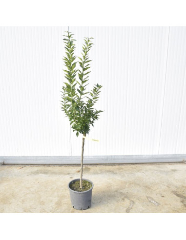 Albero di Chinotto 3 Anni | Mondo Piante