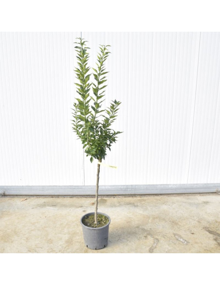 Vendita Albero del Chinotto di 3 anni - Alberi  OnLine | Mondo Piante