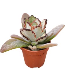 Vendita Pianta Grassa Kalanchoe Tomentosa | MondoPiante